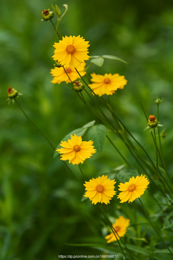 夏花苹果版苹果网站官方首页